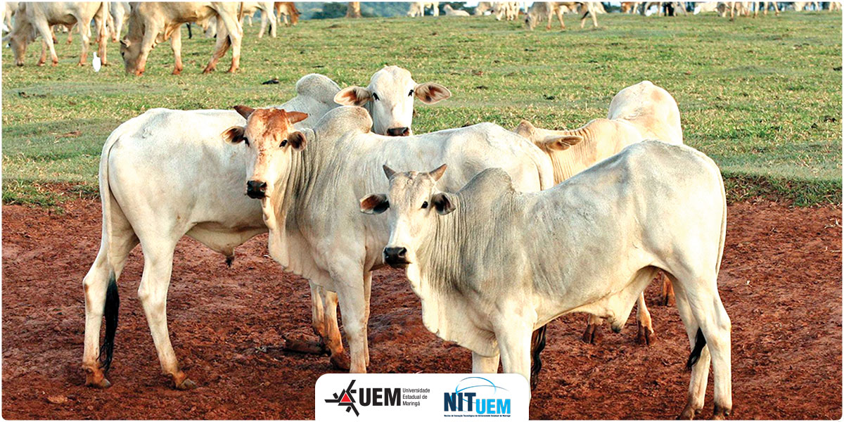 2024-abertura-saude-animal